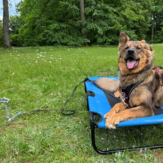 PetPeg (HP62) • 2 parts • SECOND-CHOICE • Ground anchor with shock absorber for your beloved Pet!