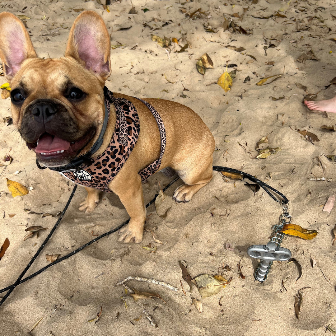 PetPeg (HP62) • 2 parts • SECOND-CHOICE • Ground anchor with shock absorber for your beloved Pet!