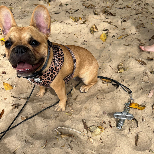 PetPeg (HP62) • 2 parts • SECOND-CHOICE • Ground anchor with shock absorber for your beloved Pet!